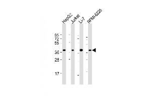 All lanes : Anti-C9orf100 Antibody (Center) at 1:2000 dilution Lane 1: HepG2 whole cell lysate Lane 2: Jurkat whole cell lysate Lane 3: Li-7 whole cell lysate Lane 4: RI-8226 whole cell lysate Lysates/proteins at 20 μg per lane. (C9orf100 Antikörper  (AA 180-211))