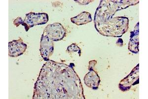 Immunohistochemistry of paraffin-embedded human placenta tissue using ABIN7148365 at dilution of 1:100 (C4B Antikörper  (AA 1454-1744))