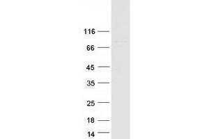 ZNF567 Protein (Myc-DYKDDDDK Tag)