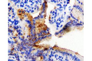Anti-HSP60 antibody, IHC(P) IHC(P): Rat Intestine Tissue (HSPD1 Antikörper  (C-Term))