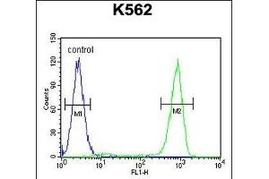 OC90 Antibody (Center) (ABIN655624 and ABIN2845103) flow cytometric analysis of K562 cells (right histogram) compared to a negative control cell (left histogram).