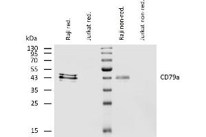 Western blotting analysis of human CD79a using mouse monoclonal antibody HM47 on lysates of Raji and Jurkat (negative control) cell line under reducing and non-reducing conditions.