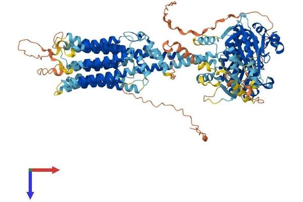 ADCY1 Protein (AA 1-1118) (His tag)
