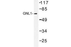 Image no. 1 for anti-Guanine Nucleotide Binding Protein Like Protein 1 (GNL1) antibody (ABIN317914) (GNL1 Antikörper)