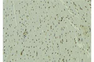 ABIN6272476 at 1/100 staining Mouse muscle tissue by IHC-P. (UBE2E3 Antikörper  (N-Term))