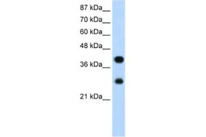 Western Blotting (WB) image for anti-Poly(rC) Binding Protein 2 (PCBP2) antibody (ABIN2462179) (PCBP2 Antikörper)