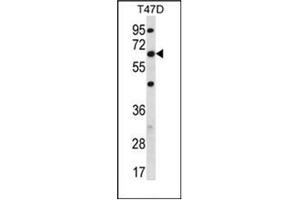 Western Blotting (WB) image for anti-Family with Sequence Similarity 83, Member D (FAM83D) (AA 356-385), (C-Term) antibody (ABIN952154)