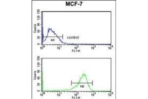 SELT Antibody (N-term) (ABIN653254 and ABIN2842777) flow cytometry analysis of MCF-7 cells (bottom histogram) compared to a negative control cell (top histogram). (SELT Antikörper  (N-Term))