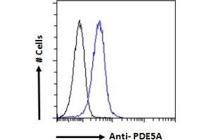 ABIN185350 Flow cytometric analysis of paraformaldehyde fixed HEK293 cells (blue line), permeabilized with 0. (PDE5A Antikörper  (C-Term))