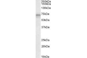 ABIN1590109 (2µg/ml) staining of HeLa lysate (35µg protein in RIPA buffer). (PLK3 Antikörper  (AA 320-333))