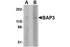 Image no. 1 for anti-BAI1-Associated Protein 3 (BAIAP3) (N-Term) antibody (ABIN1495387) (BAIAP3 Antikörper  (N-Term))