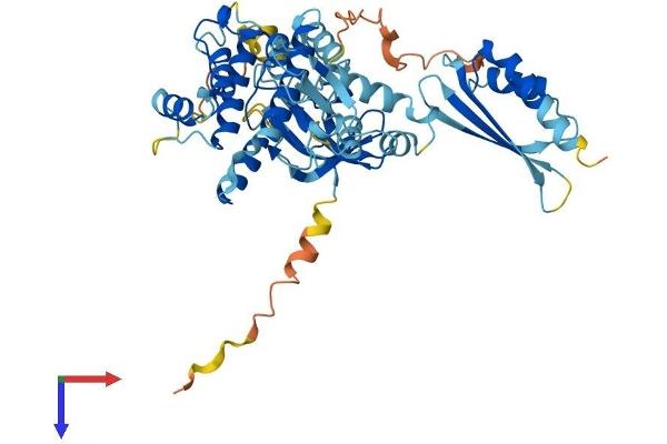 NRBP2 Protein (NRBP2) (AA 1-499) (His tag)