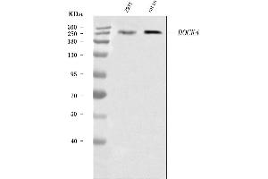 Western blot analysis of DOCK4 using anti-DOCK4 antibody (ABIN7600431).