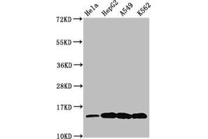 Western Blot Positive WB detected in: Hela whole cell lysate, HepG2 whole cell lysate, A549 whole cell lysate, K562 whole cell lysate (All treated by 30 mM sodium butyrate for 4h) All lanes: H2AFZ antibody at 0. (H2AFZ Antikörper  (acLys7))