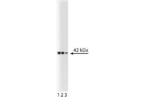 Western blot analysis of p38alpha on a Jurkat lysate. (MAPK14 Antikörper  (AA 243-355))