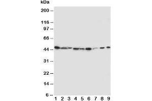 Western blot testing of IDO antibody and Lane 1:  SMMC-7721;  2: A549;  3: human placenta;  4: SW620;  5: U87;  6: 293T;  7: A431;  8: HeLa;  9: COLO320 cell lysate