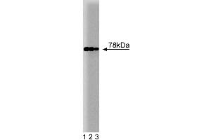 Western blot analysis of BiP on HepG2 cell lysate. (GRP78 Antikörper  (AA 525-628))