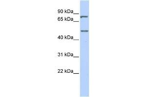 Western Blotting (WB) image for anti-Zinc Finger Protein 252 (ZNF252) antibody (ABIN2457920) (ZNF252 Antikörper)