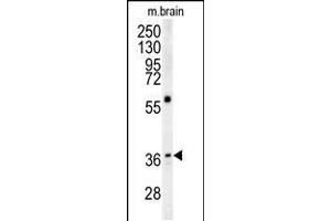 Western blot analysis in mouse brain tissue lysates (15ug/lane). (MAPRE1 Antikörper  (N-Term))