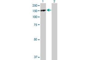Western Blot analysis of PARD3 expression in transfected 293T cell line by PARD3 MaxPab polyclonal antibody. (PARD3 Antikörper  (AA 1-1340))