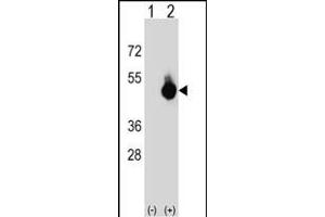 Western blot analysis of BAT4 (arrow) using rabbit polyclonal BAT4 Antibody (C-term) (ABIN652667 and ABIN2842448).