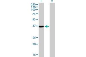 Western Blot analysis of RFC2 expression in transfected 293T cell line by RFC2 MaxPab polyclonal antibody. (RFC2 Antikörper  (AA 1-320))