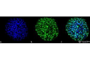 Immunocytochemistry/Immunofluorescence analysis using Mouse Anti-CENP-A Monoclonal Antibody, Clone 5A7-2E11 . (CENPA Antikörper  (Atto 594))