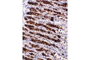 Nucleobindin 2 was detected in paraffin-embedded sections of rat gaster tissues using rabbit anti- Nucleobindin 2 Antigen Affinity purified polyclonal antibody at 1 μg/mL. (NUCB2 Antikörper  (AA 25-106))