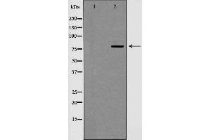 Western blot analysis of Cyclin F expression in extracts from HeLa cells. (Cyclin F Antikörper  (C-Term))