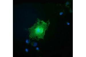 Anti-FAM84B mouse monoclonal antibody (ABIN2453037) immunofluorescent staining of COS7 cells transiently transfected by pCMV6-ENTRY FAM84B (RC207996). (FAM84B Antikörper)