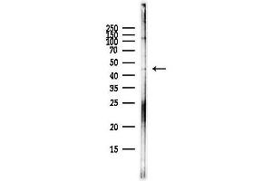 anti-Gap Junction Protein, gamma 2, 47kDa (GJC2) (N-Term) antibody