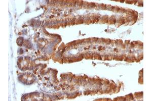 Formalin-fixed, paraffin-embedded Mouse Small Intestine stained with ODC1 MAb (ODC1/487) (ODC1 Antikörper)