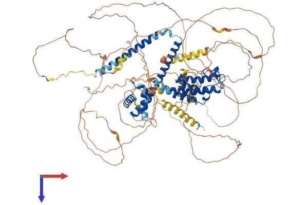 BRD8 Protein (AA 1-951) (His tag)