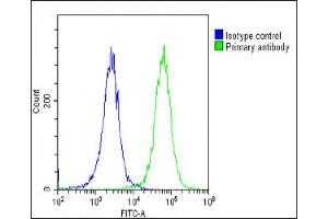 Overlay histogram showing HeLa cells stained with (ABIN6242256 and ABIN6578832)(green line). (Calnexin Antikörper  (AA 560-592))