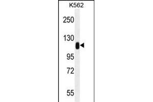 TRIM28 Antibody (N-term) (ABIN655811 and ABIN2845236) western blot analysis in K562 cell line lysates (35 μg/lane). (KAP1 Antikörper  (N-Term))