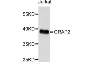 Western blot analysis of extracts of Jurkat cells, using GRAP2 antibody. (GRAP2 Antikörper)