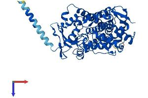 CYP2E1 Protein (AA 1-493) (His tag)