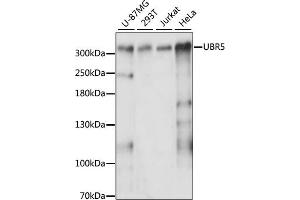 Western blot analysis of extracts of various cell lines, using UBR5 antibody (ABIN6130925, ABIN6149863, ABIN6149864 and ABIN6217944) at 1:3000 dilution. (UBR5 Antikörper  (AA 550-760))