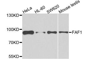 Western blot analysis of extracts of various cell lines, using FAF1 antibody. (FAF1 Antikörper)