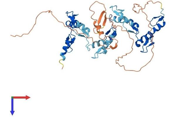ZNF134 Protein (AA 1-427) (His tag)