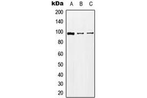 Western blot analysis of KA2 expression in HEK293T (A), Raw264. (GRIK5 Antikörper  (C-Term))