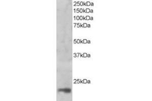 Western Blotting (WB) image for anti-Mago-Nashi Homolog (MAGOH) (C-Term) antibody (ABIN2465918) (MAGOH Antikörper  (C-Term))