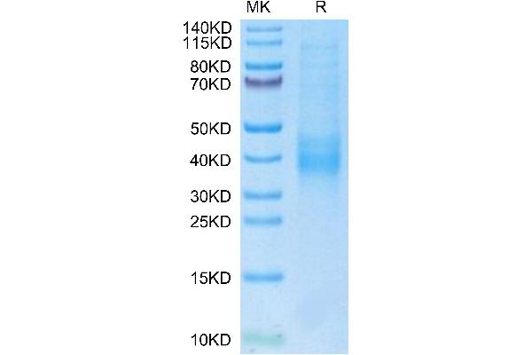 KLRC2 Protein (AA 98-231) (His-Avi Tag,Biotin)