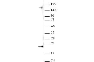 Histone H3 dimethyl Lys27 antibody (pAb) tested by Western blot. (Histone 3 Antikörper  (2meLys27))