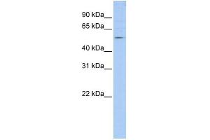 WB Suggested Anti-TANK Antibody Titration:  0. (TANK Antikörper  (N-Term))