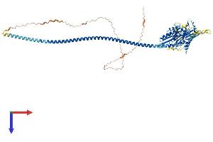 KIFC1 Protein (AA 1-674) (His tag)