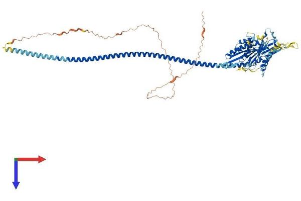 KIFC1 Protein (AA 1-674) (His tag)