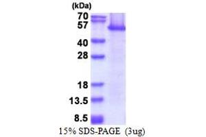 SDS-PAGE (SDS) image for Eukaryotic Translation Elongation Factor 1 alpha 1 (EEF1A1) (AA 1-462) protein (ABIN5853616)