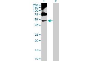 Western Blot analysis of ENO1 expression in transfected 293T cell line by ENO1 MaxPab polyclonal antibody. (ENO1 Antikörper  (AA 1-434))