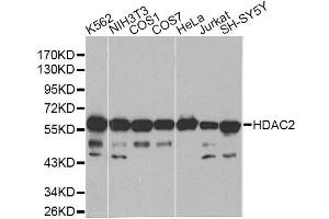Western blot analysis of extracts of various cell lines, using HDAC2 antibody. (HDAC2 Antikörper  (C-Term))